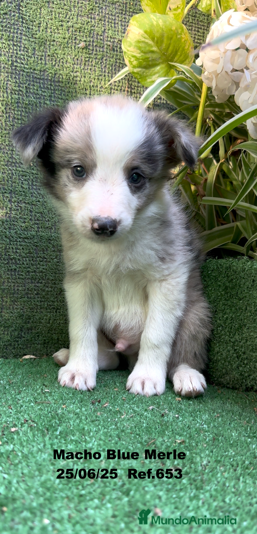 Border Collie perros en venta: BORDER COLLIE DE VILLA BIZNAGA - Imagen 31