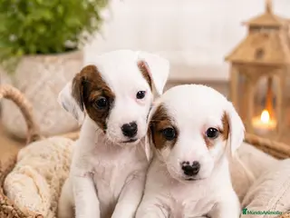 Jack Russell Terrier perros Jack Russell disponibles ✨ - Anuncio 7