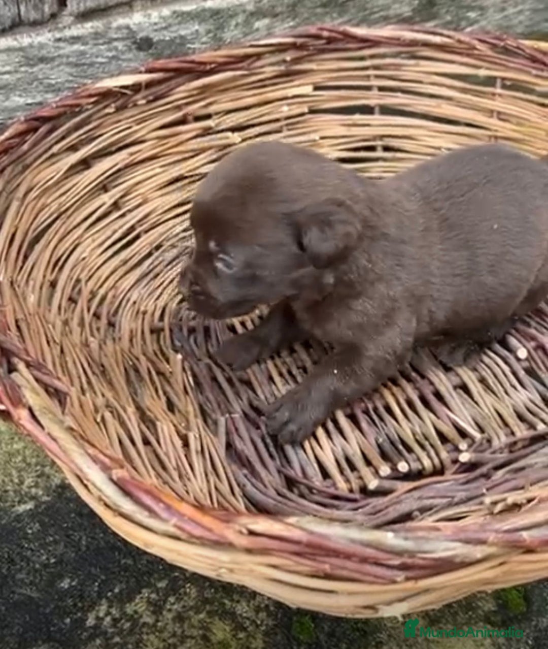 Labrador Retriever perros en venta: Labrador retriever  - Anuncio 7