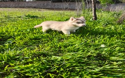 Husky Siberiano perros en venta: Husky SIBERIANO de calidad  - Imagen 2