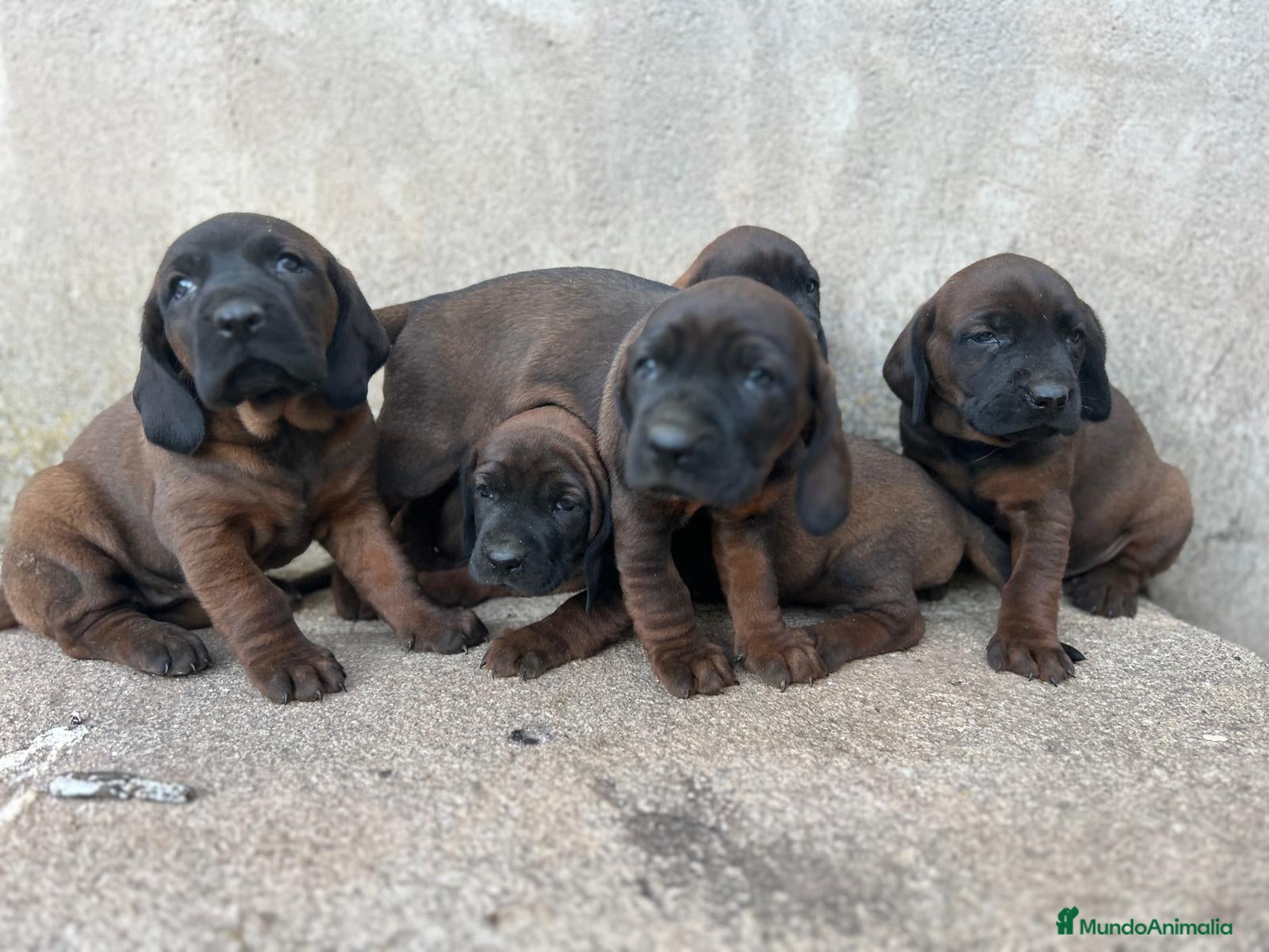 Sabueso de Sangre de Baviera perros SABUESO - Anuncio 1