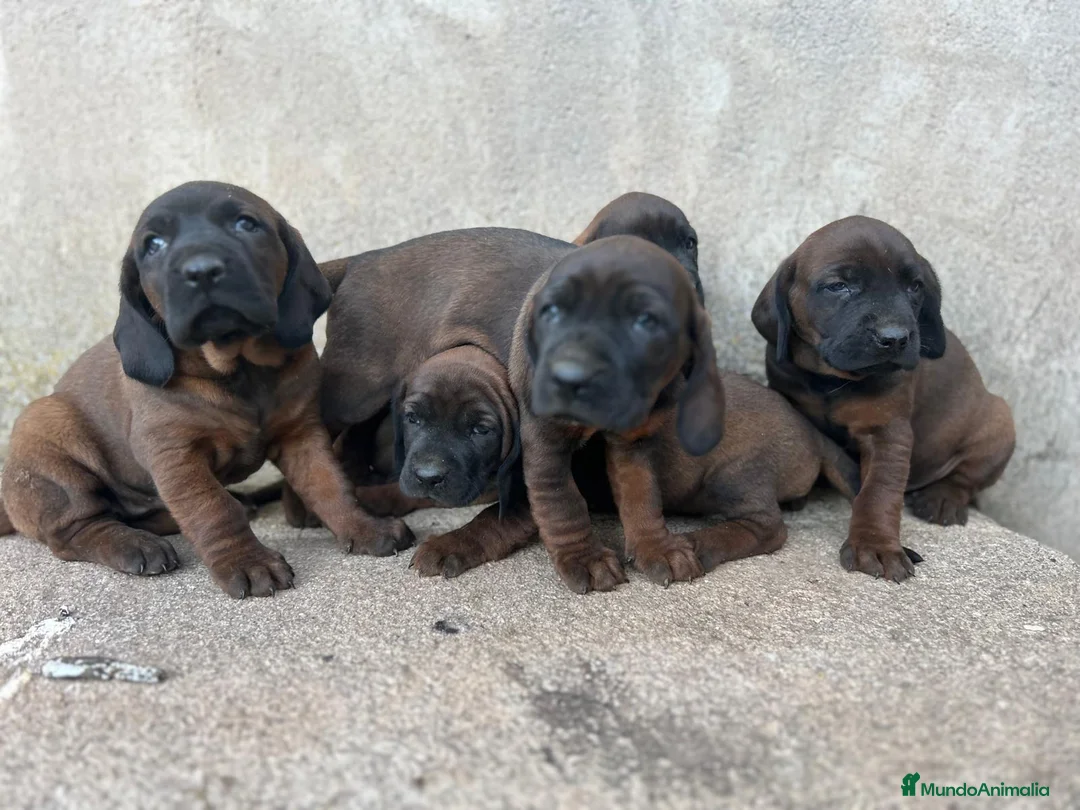 Sabueso de Sangre de Baviera perros en venta: SABUESO - Anuncio 1