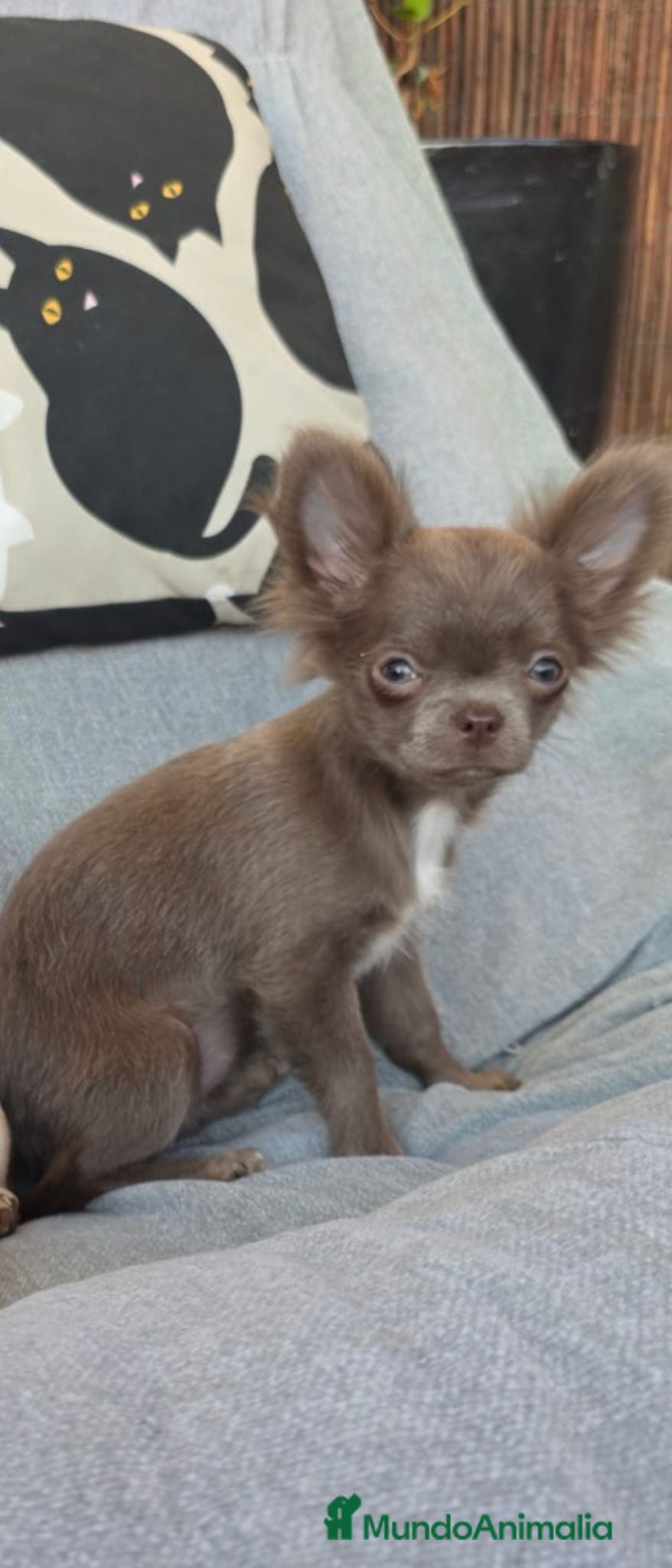 Chihuahua perros Hembra chihuahua  - Anuncio 1