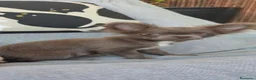 Chihuahua perros en venta: Hembra chihuahua  - Anuncio 1