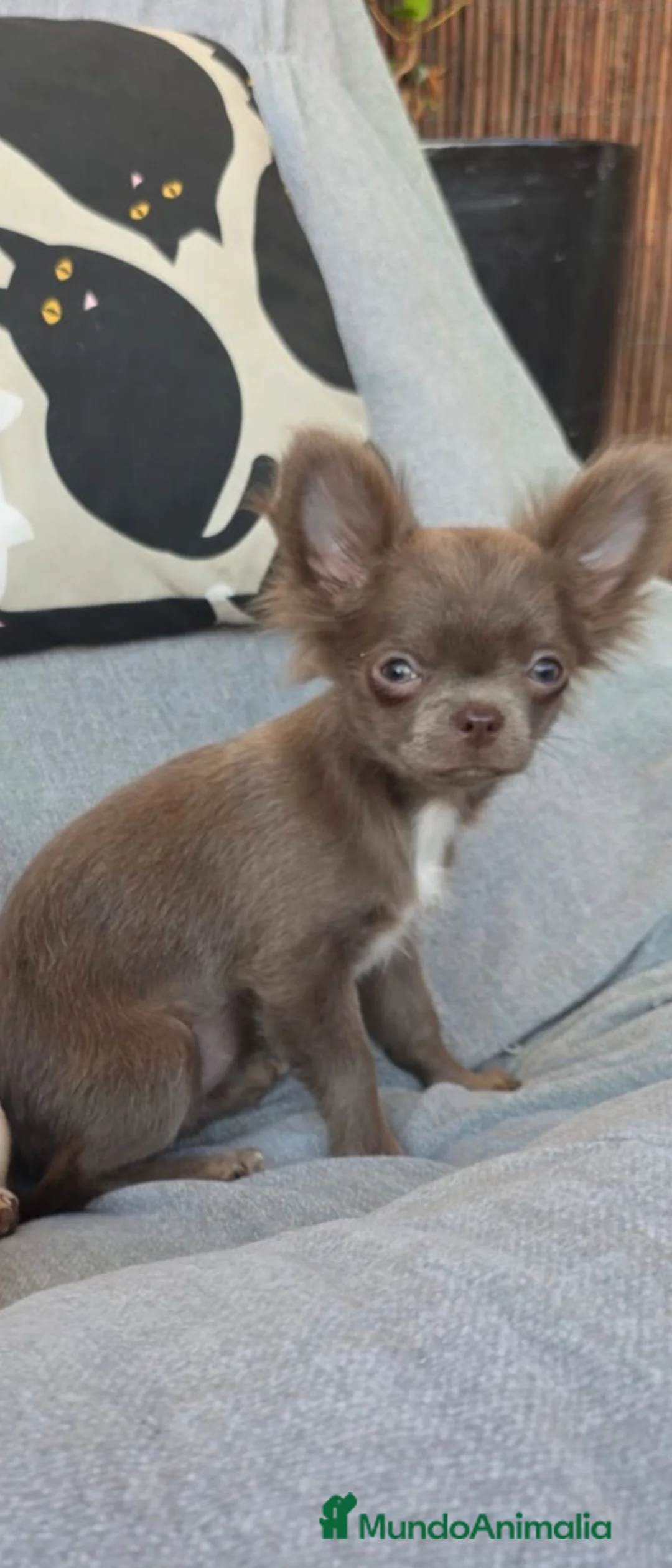Chihuahua perros en venta: Hembra chihuahua  - Anuncio 1