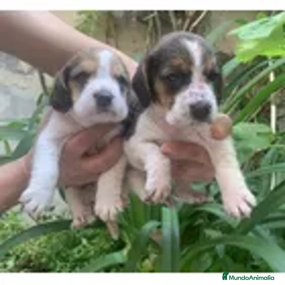 Beagle perros en venta: Se venden puppies beagle !! - Anuncio 3