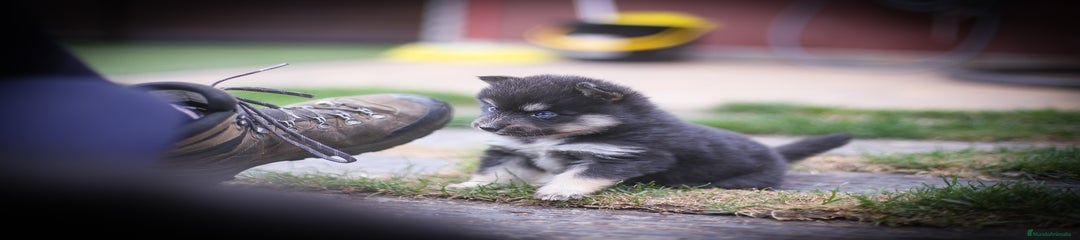 Pomsky Cachorro 2