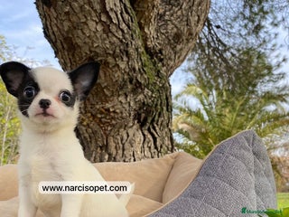 Chihuahua perros - Anuncio 33