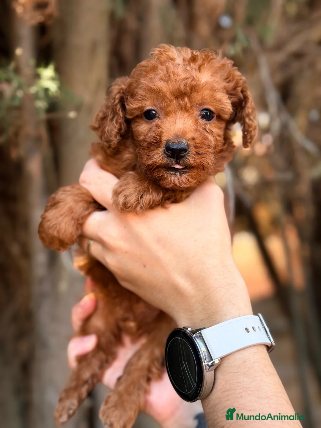 Caniche Toy perros en venta: Caniche Toy rojo  - Anuncio 2