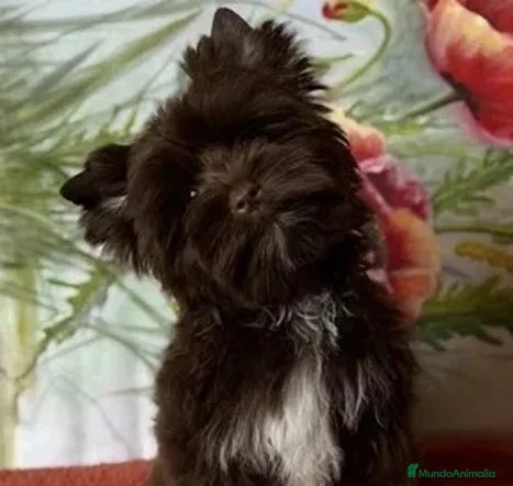 Yorkshire Terrier perros Machito Yorkshire Chocolate  - Anuncio 9