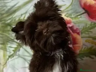 Yorkshire Terrier perros Machito Yorkshire Chocolate - Anuncio 9