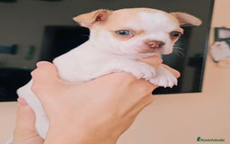 Chihuahua perros en venta: Chihuahua miniatura  - Imagen 2