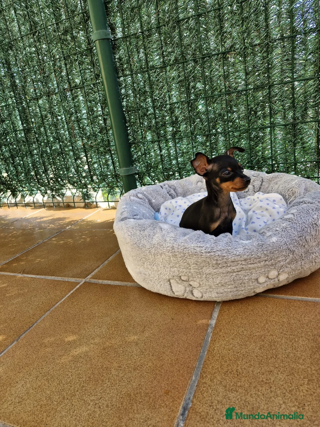 Ratón de Praga perros en venta: Ratón de Praga  en Barcelona - Anuncio 6
