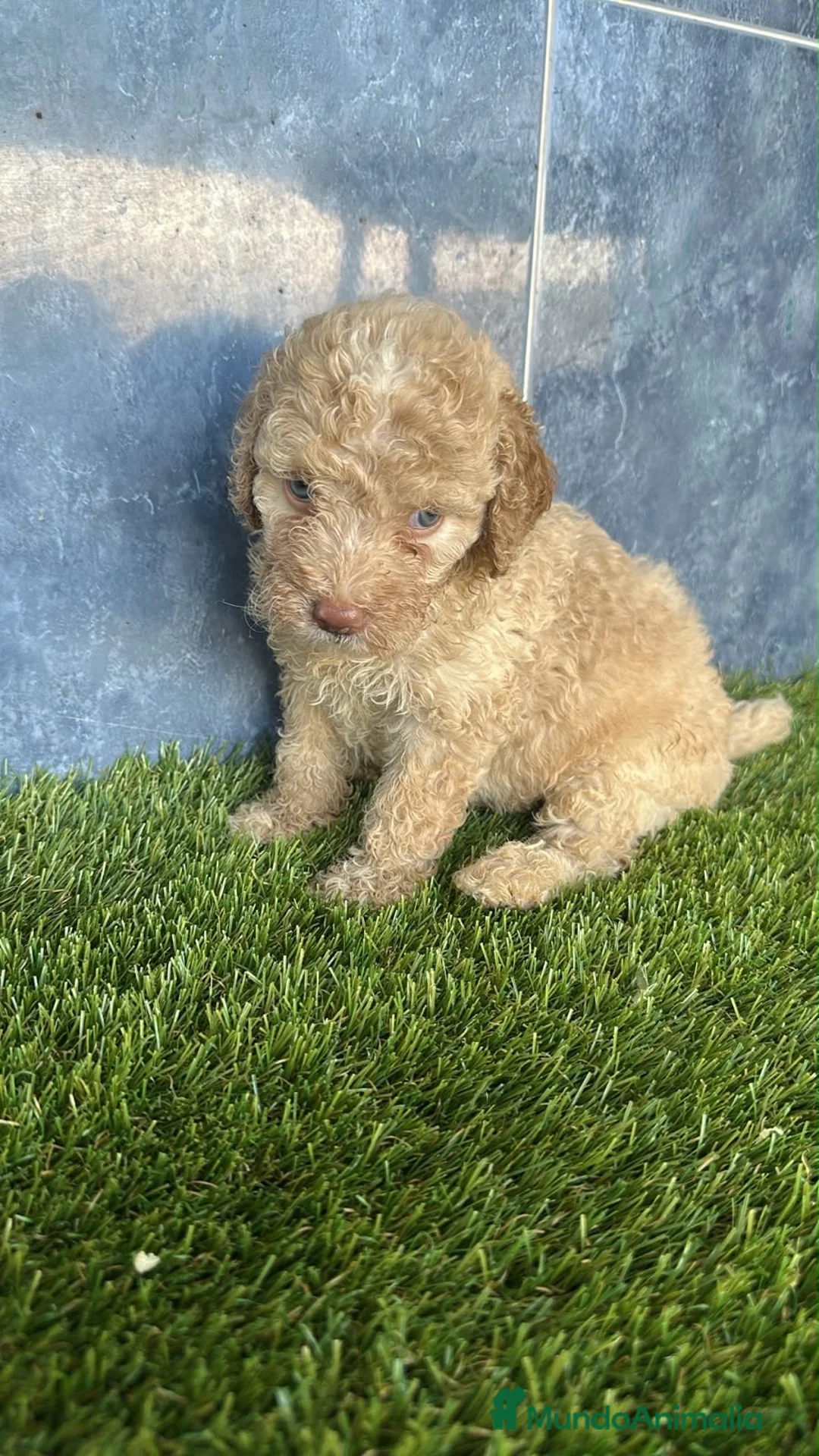 Perro de Agua Español perros en venta: Cachorros perro de agua español  - Anuncio 1