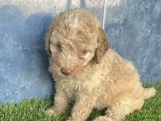 Perro de Agua Español perros Cachorros perro de agua español - Anuncio 1