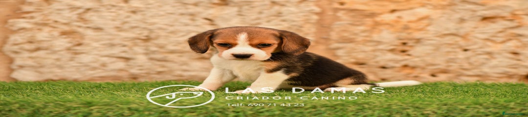Beagle hembra 1