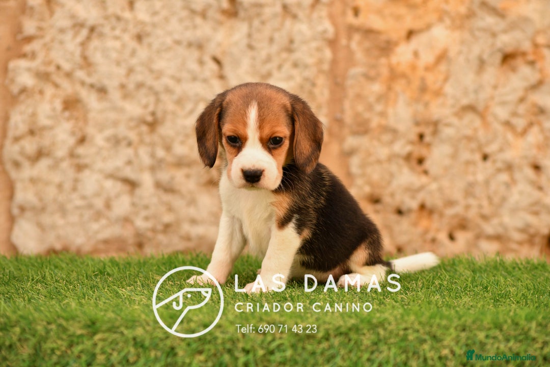 Beagle perros en venta: Beagle tricolor - Imagen 6