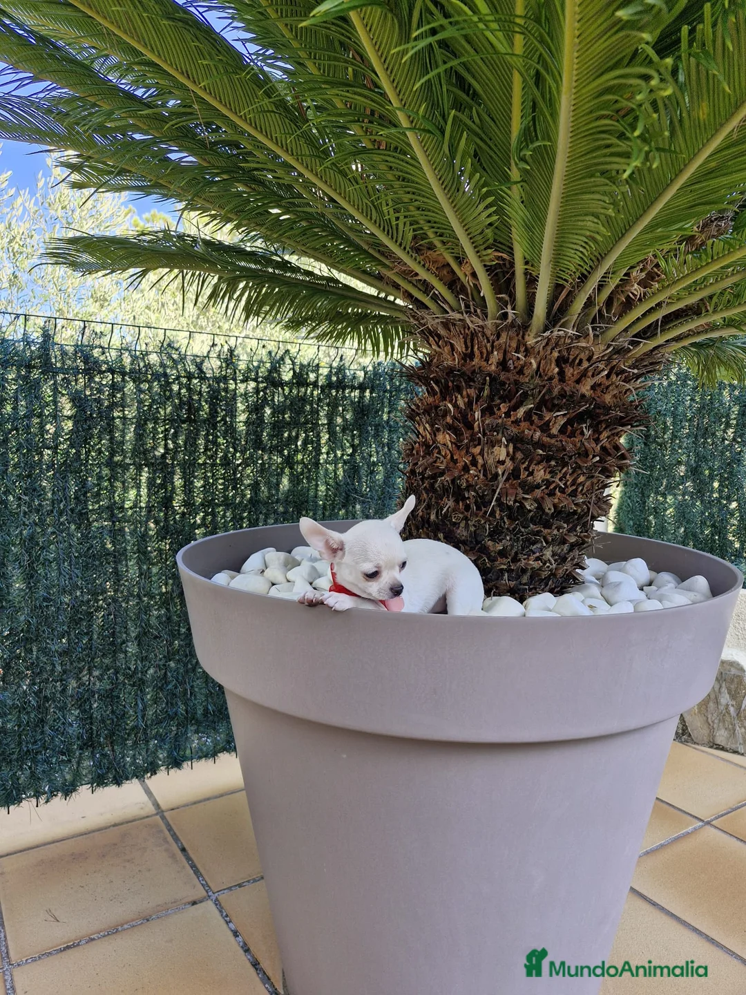 Chihuahua perros en venta: Chihuahuas excelentes  en Barcelona - Anuncio 4