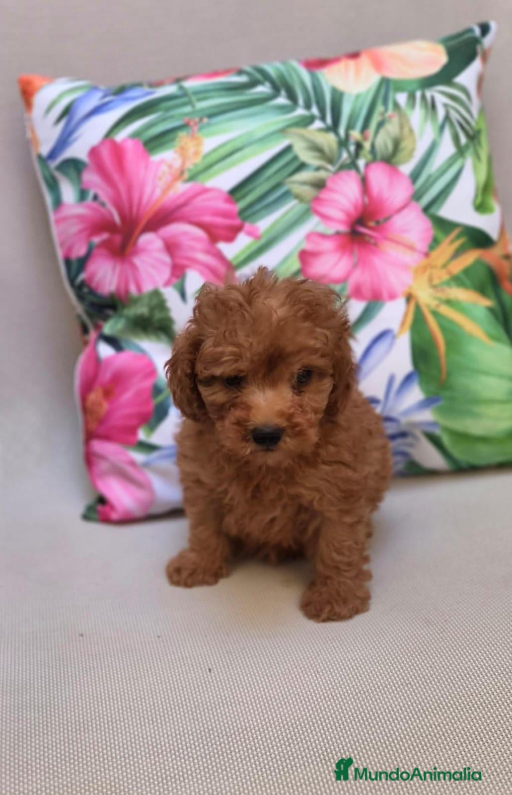 Caniche Toy perros Caniche toy  - Anuncio 2