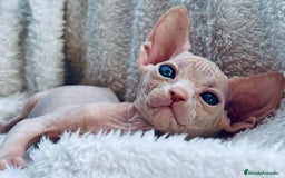Sphynx gatos en venta: Sphynx gato egipcio  - Imagen 6