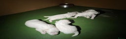 Bichón Maltés perros en venta: Bichon maltés  en Cáceres - Anuncio 4