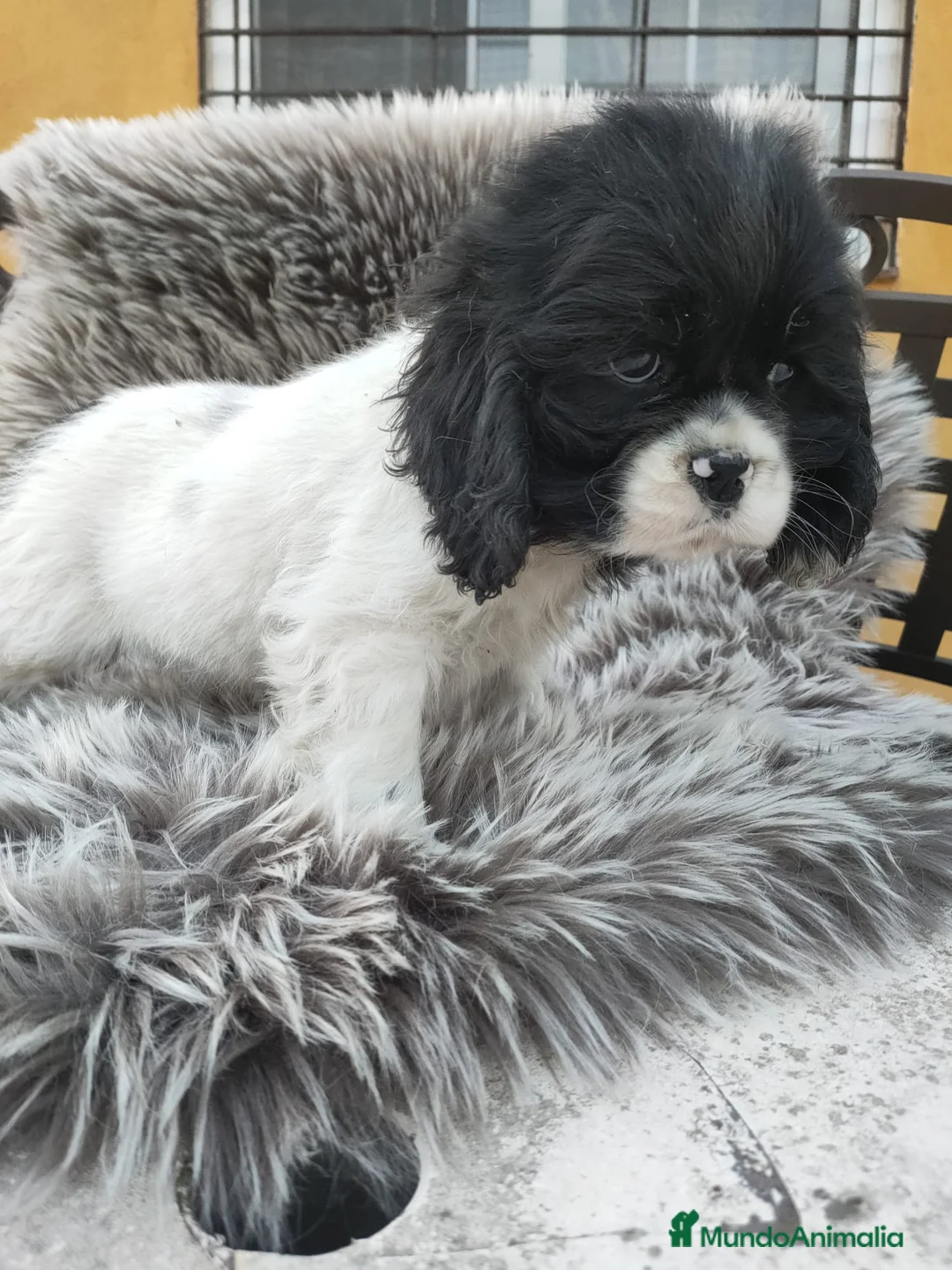 Cocker Spaniel Americano perros en venta: Cocker Americano Top - Anuncio 2