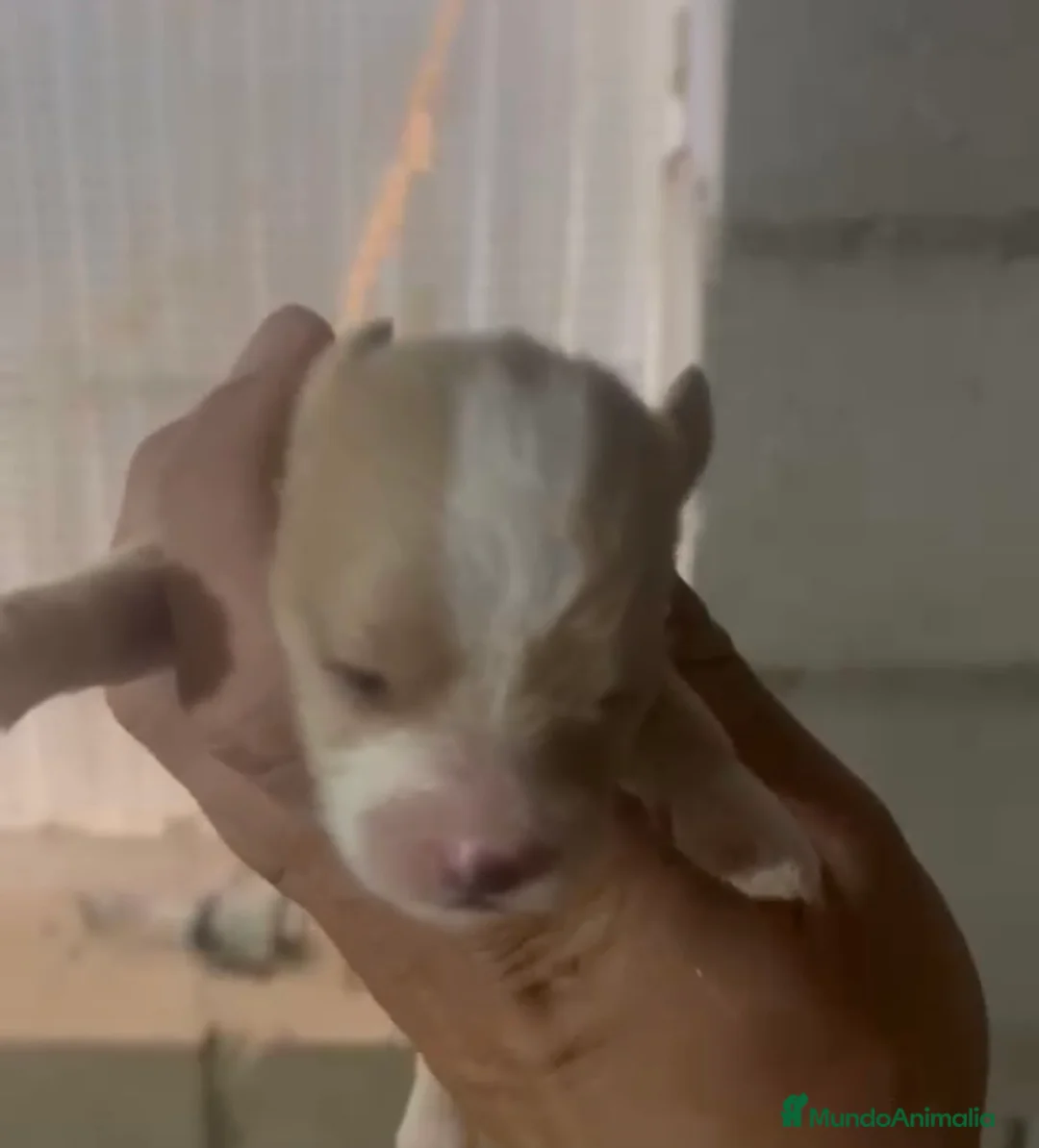 Maltipoo perros en venta: Maltipoo disponible🐶🐾 en Málaga - Anuncio 5