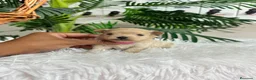 Maltipoo perros en venta: MALTIPOO 100% COREANO - Anuncio 8