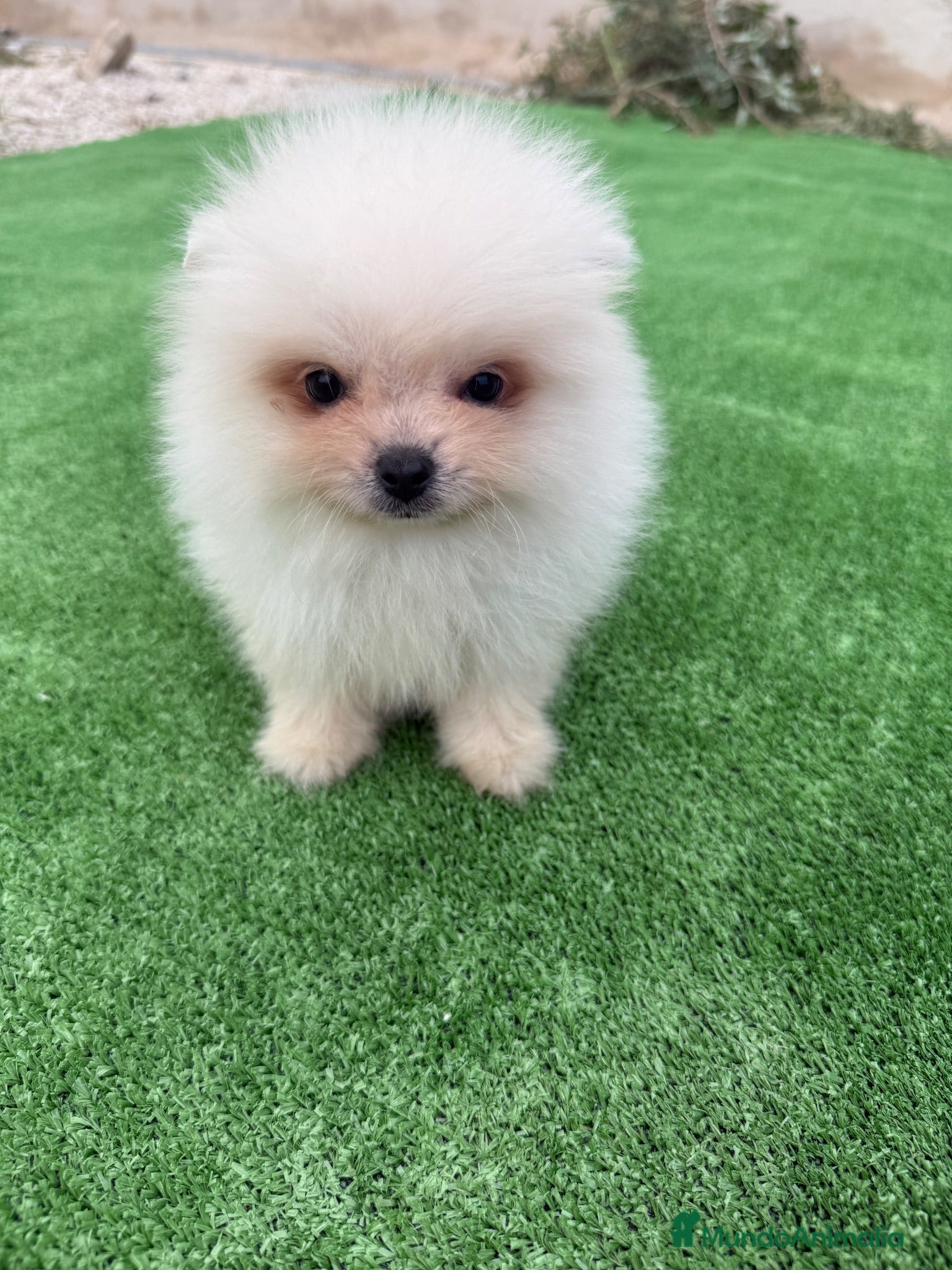 Pomerania perros Cachorrito Pomerania toy - Anuncio 1