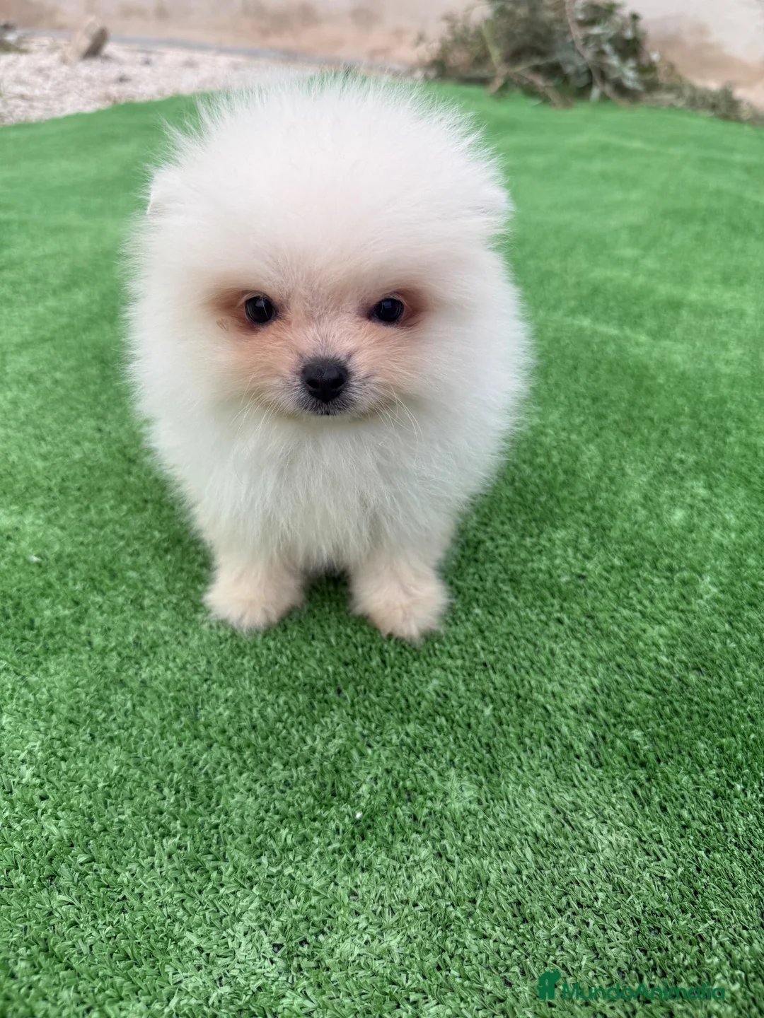 Pomerania perros en venta: Cachorrito Pomerania toy - Anuncio 1