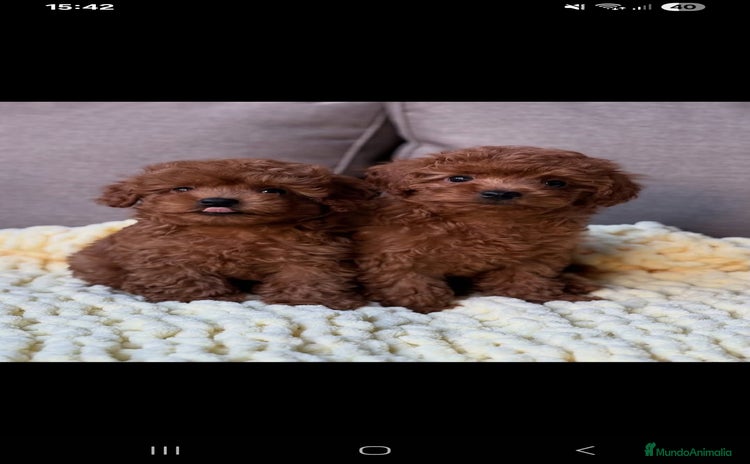 Caniche Toy perros - Anuncio 9