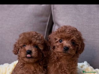 Caniche Toy perros - Anuncio 1