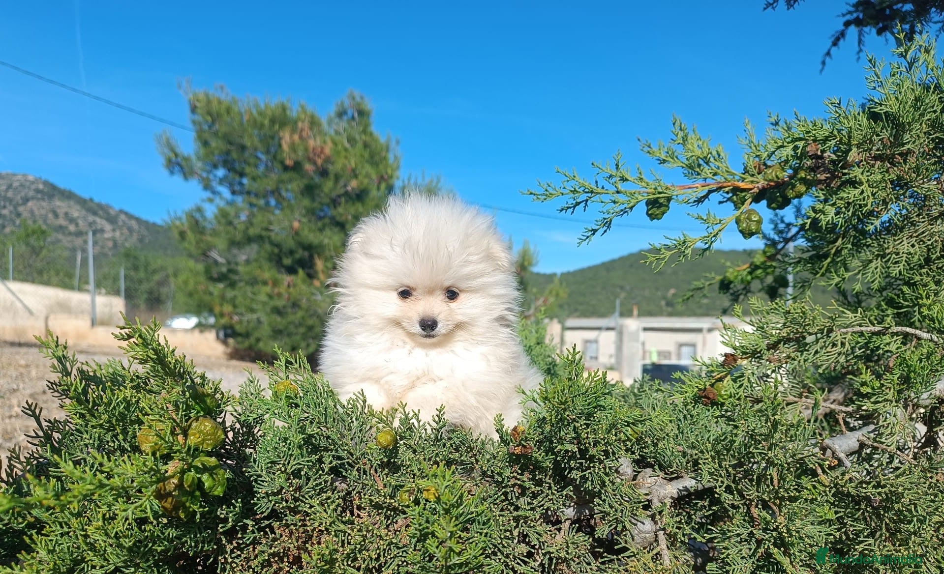 Pomerania perros en venta: POMERANIA MACHITO LINDO - Anuncio 1