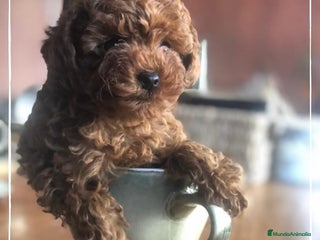 Caniche Toy perros en Madrid - Anuncio 3
