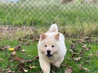 Chow Chow perros - Anuncio 2