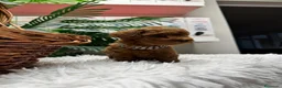Caniche Toy perros en venta: CANICHE TOY - Anuncio 16