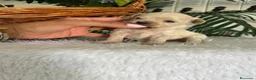 Maltipoo perros en venta: MALTIPOO COREANO  - Anuncio 9