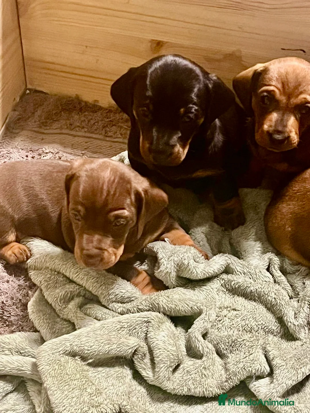 Teckel perros en venta: Magníficos Teckel miniatura 601144783 en Valencia - Anuncio 7