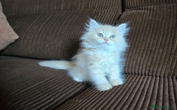 Británico de Pelo Largo gatos en venta: Gatcot.com - Imagen 4