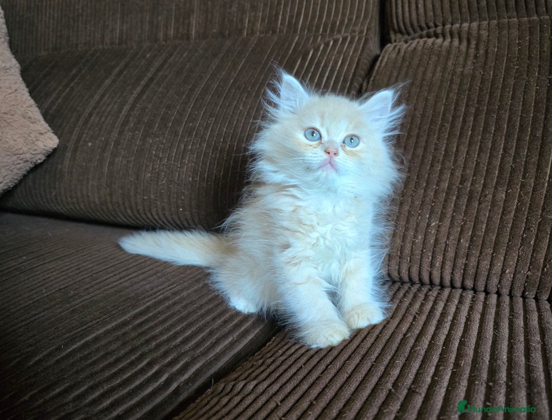 Británico de Pelo Largo gatos en venta: Gatcot.com - Imagen 4