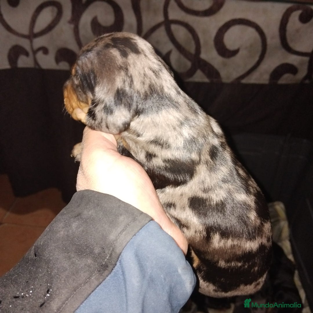 Teckel Miniatura perros en venta: Hembra teckel mini arlequín plata - Anuncio 1