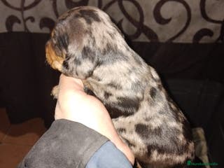 Teckel Miniatura perros Hembra teckel mini arlequín plata - Anuncio 1