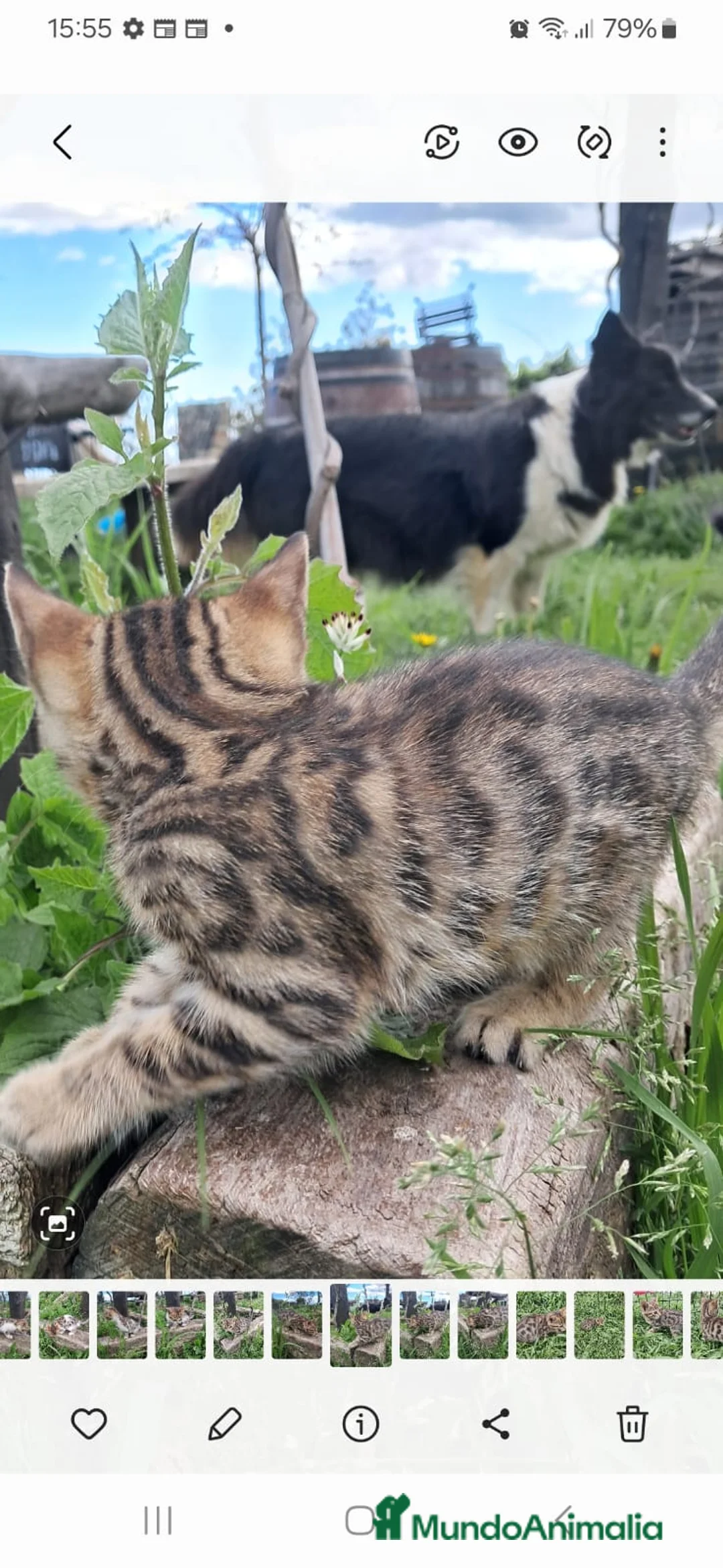 Bengalí gatos en venta: Gatito bengali en Barcelona - Anuncio 6