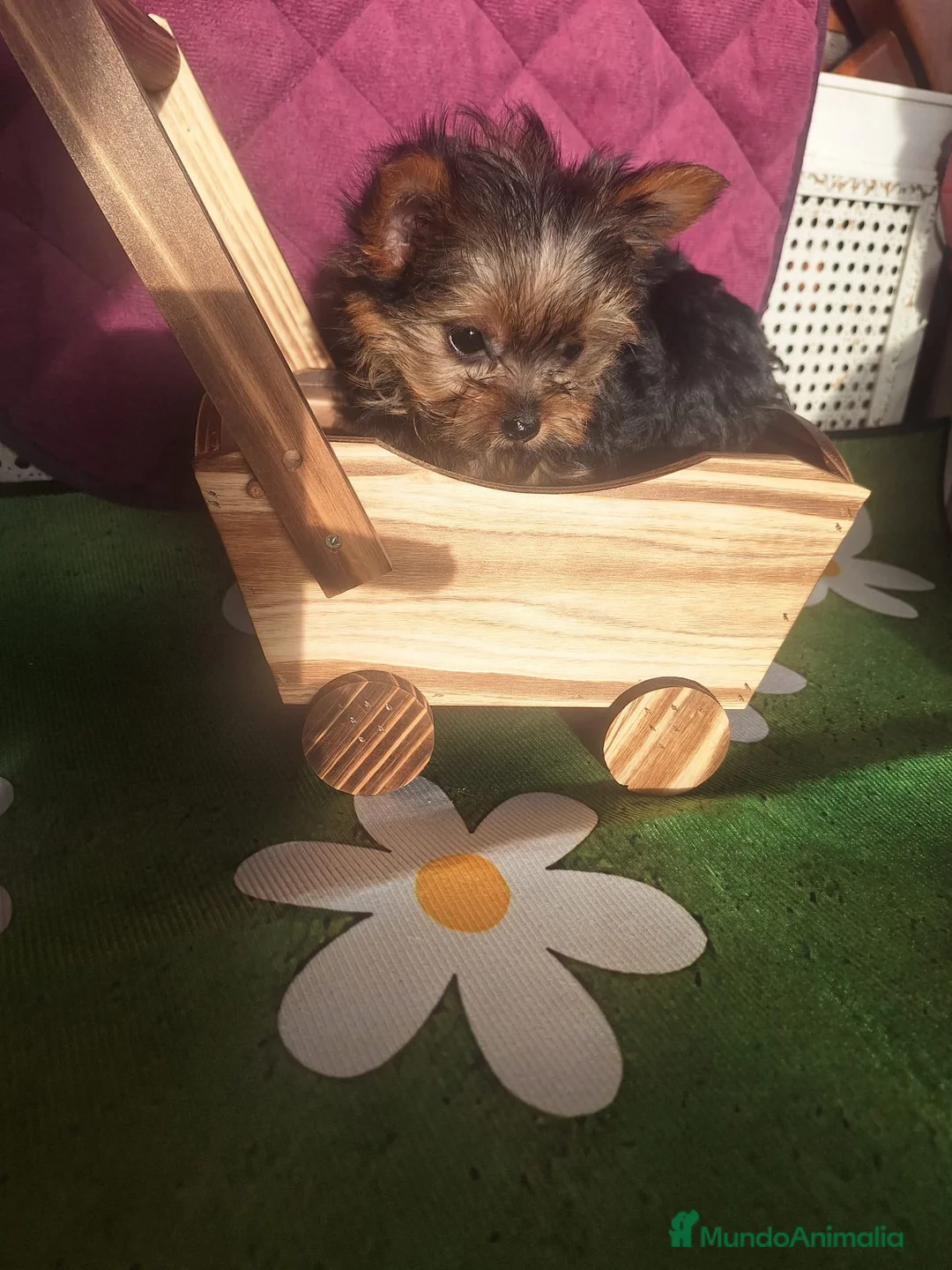 Yorkshire Terrier perros en venta: Cachorro de Yorkshire Toy - Anuncio 2