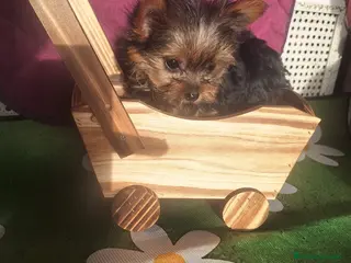 Yorkshire Terrier perros Cachorro de Yorkshire Toy - Anuncio 1