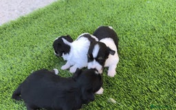 Biewer Yorkshire Terrier a la Pom Pon perros en venta: Biewer  - Imagen 1