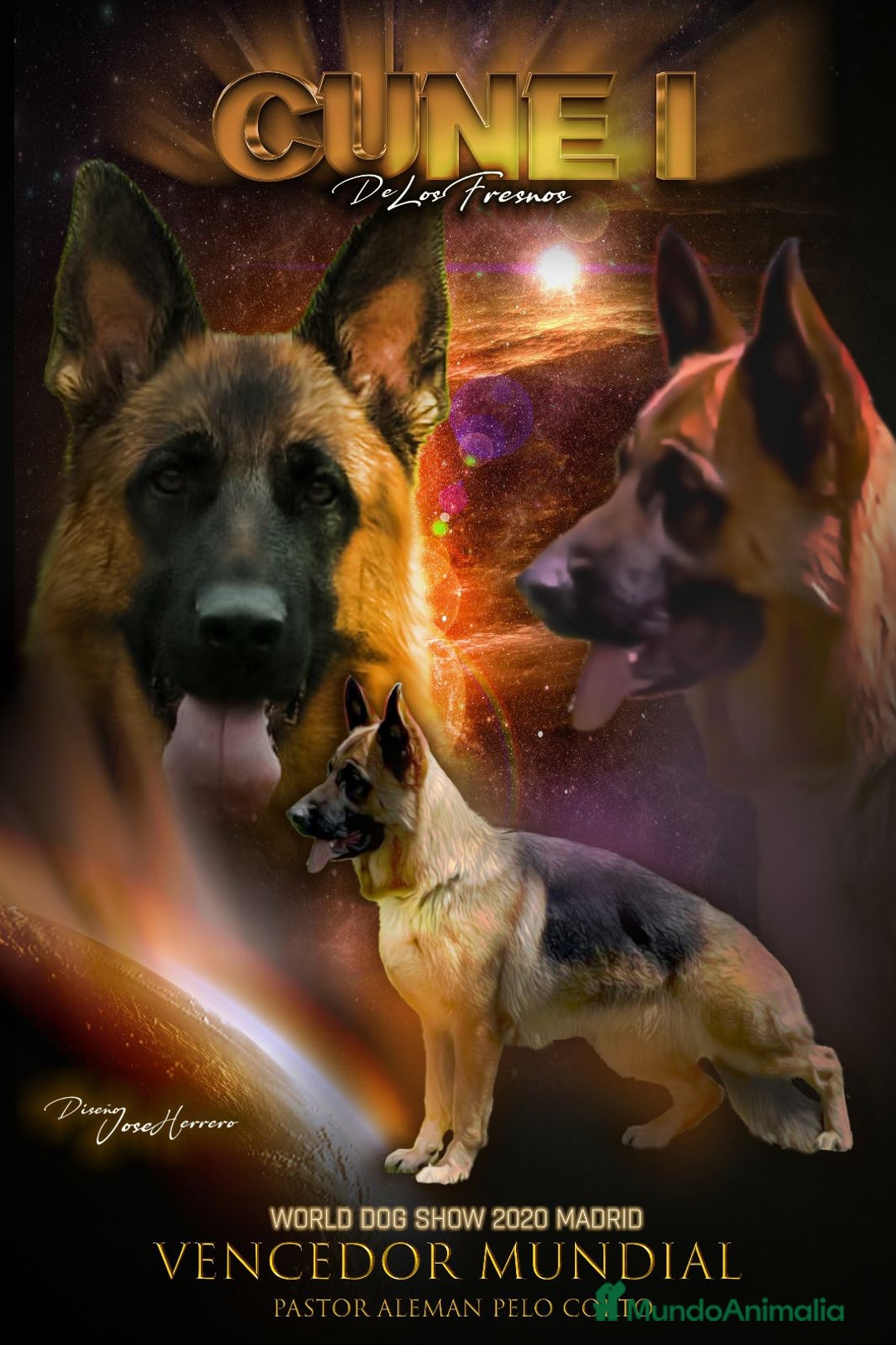 Pastor Alemán perros en venta: Pastor alemán belleza  - Anuncio 28