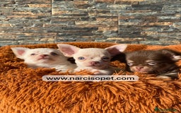 Chihuahua perros en venta: CHIHUAHUA PELO LARGO DISPONIBLE - Imagen 2