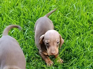 Teckel Miniatura perros Teckels Mini Diferentes Colores Desde - Anuncio 4