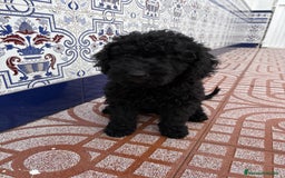 Perro de Agua Español perros en venta: Excelente camada de perro de Agua Español  - Imagen 2